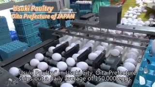 elimination of the oder at the farm, lowered mortality of layers, NeuG7 | Usuki Poultry
