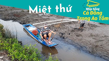 Xiệt Điện Bắt Cá Lóc Đồng Trong Vuông Tôm Phần 2 | Nhịp Sống