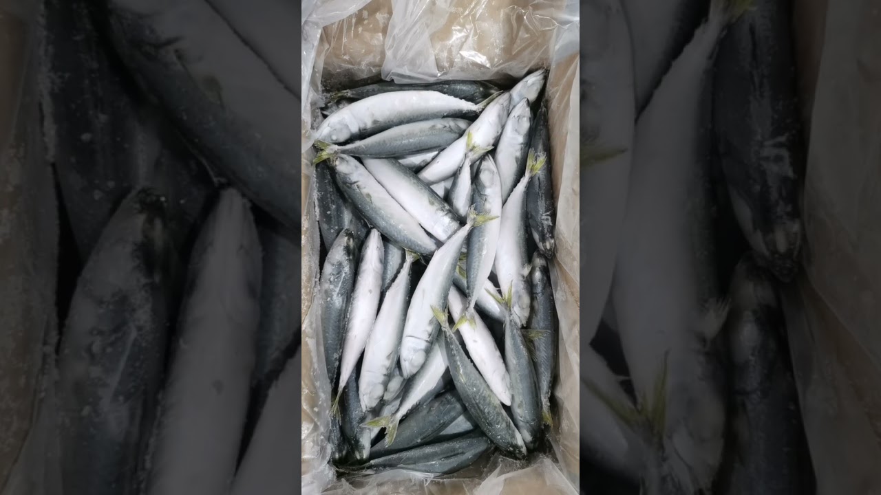 Grade AAA Frozen Pacific Chub Mackerel Fish Seafood 60-80PCS/CTN 10KG