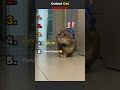 Cute Cat Moments