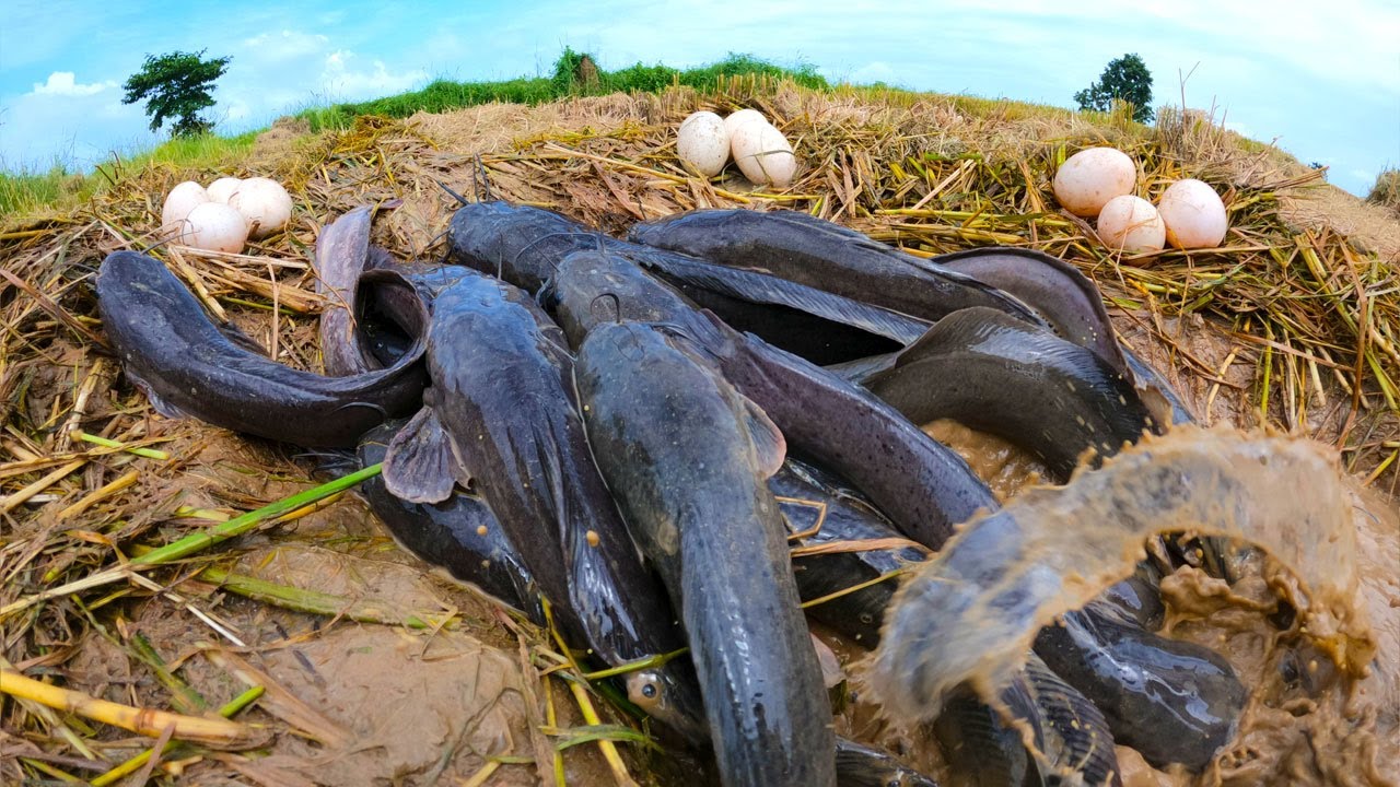 TOP Fishing Unique, catch a lot of fish under straw & pick eggs in pool ...