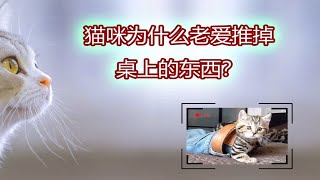 猫咪为什么老爱推掉桌上的东西？