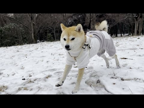 ⭐︎シバ⭐︎ シバチャンネル - YouTube