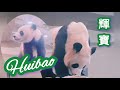 輝寶在陌生地方尋找熟悉的氣味 Huibao searches for familiar smell at unfamiliar place