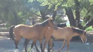 Salt River Horses