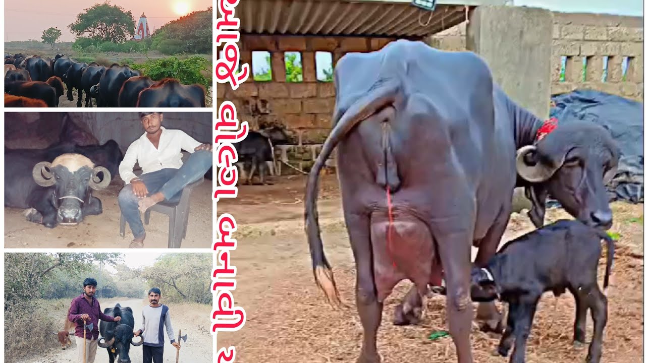 જય માતાજી મીત્રો તો આપડો વીડિયો આવી ગયો છે તો જોઈલો જલ્દી તો ||લાઈક શેર સબસ્ક્રાઇબ ભુલાઈ નય||