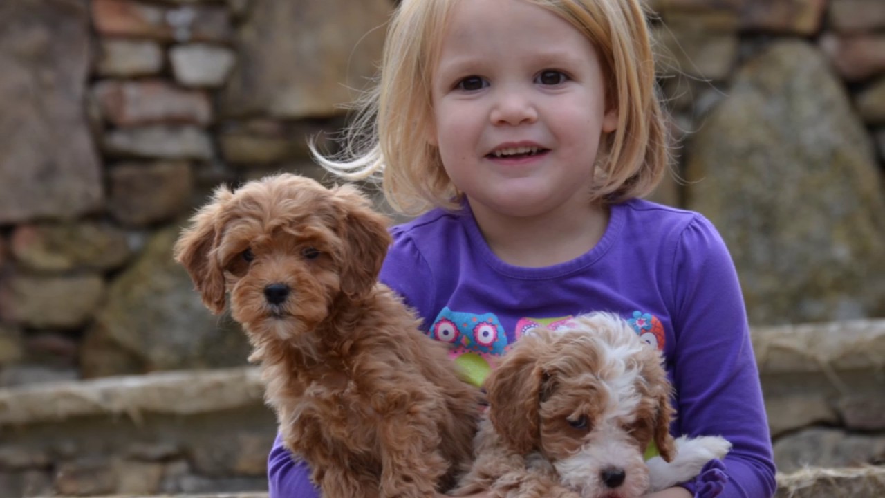 multigenerational goldendoodle