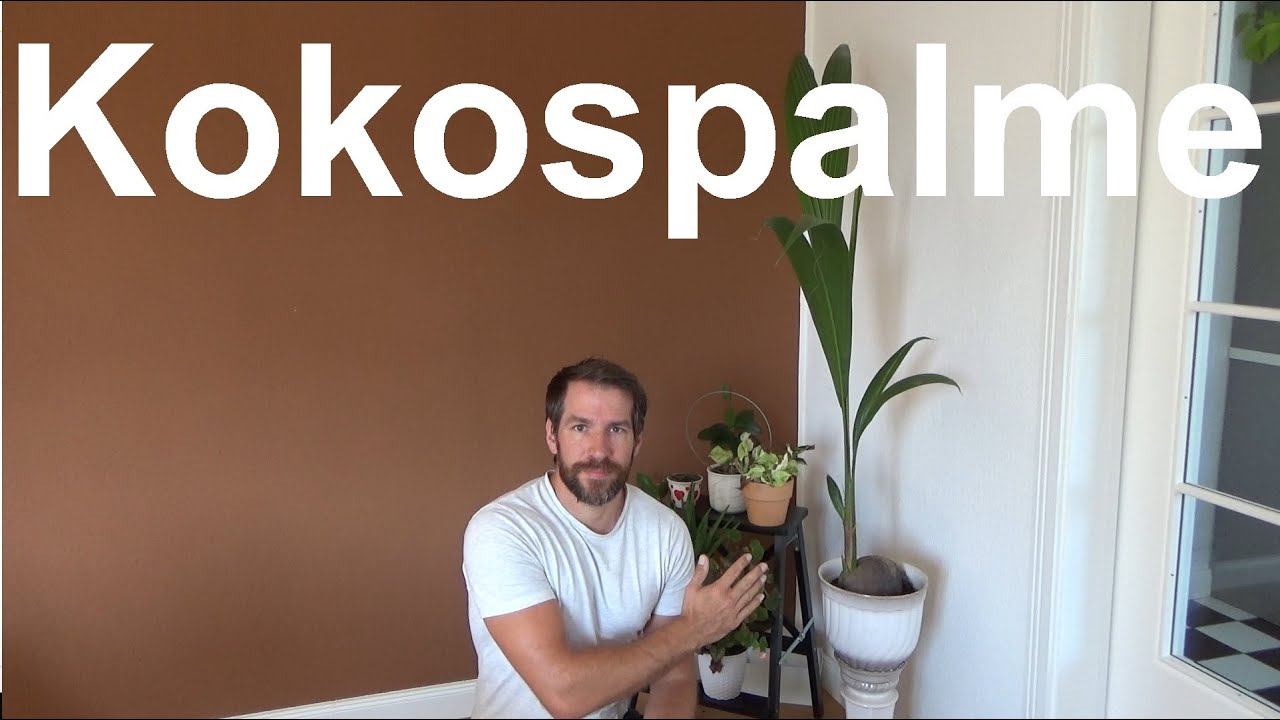 Kokospalme pflegen gieen dngen Standort Cocos nucifera