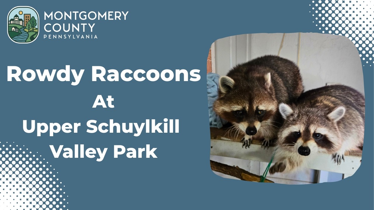 Rowdy Racoons Rowdy Raccoons At Upper Schuylkill Valley Park - YouTube