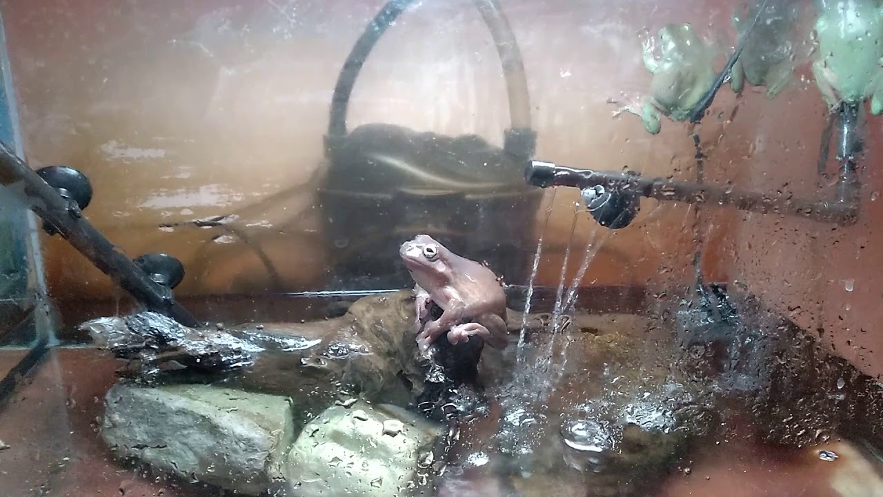 Австралийские голубые квакши - Сезон Дождей)))