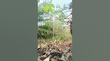 Harvesting cassava part 562 #shorts #farming #cassava #nature  #cassavaroots #cassavafarming