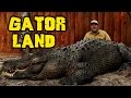 Rare GIANT Alligators at Gatorland Orlando zoo Jay is Living the dream