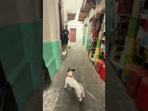 واش يقدر يهز لارا مكتحملش لي يهزها Tetouan اكسبلور Bulldog Dog ضحك Dogbreed كلاب