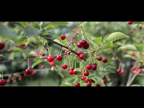 تحت الشجرة انغام الطبيعة و نبض الحياة