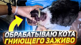 Спасаем кота Бориса, Обработки, не для слабонервных 🥺