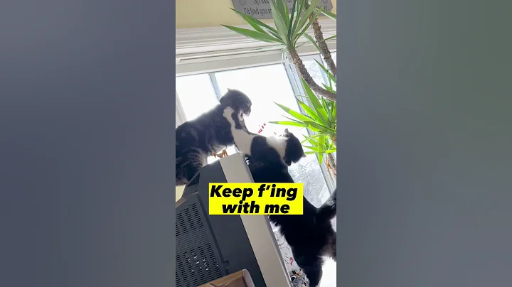 Video 9906441: cat fighting funnycats, fight catfight, cat fight funny