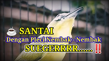 C0C0K N1H 54MB1L NG0P1☕, PL3C1 G4C0R N3MB4K, Terapi Masteran Pleci
