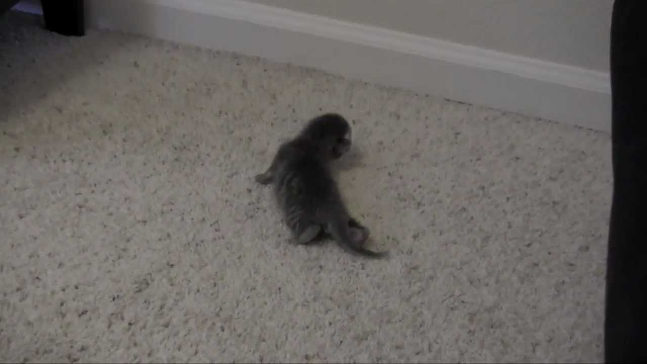 Good Morning Kittens (Update)