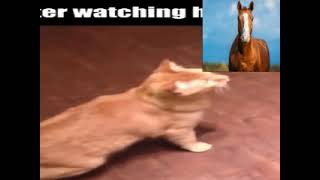 Horse REACTS to BEST VINE FAIL COMPILATION 2021