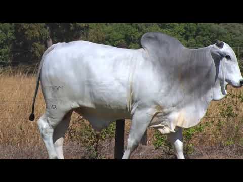 LOTE 108 - 7807 | 42º MEGA LEILÃO ANUAL CARPA TOUROS