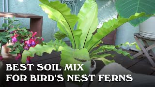 Kirsebær Transistor Udsæt Best soil mix for Bird's Nest Ferns - YouTube