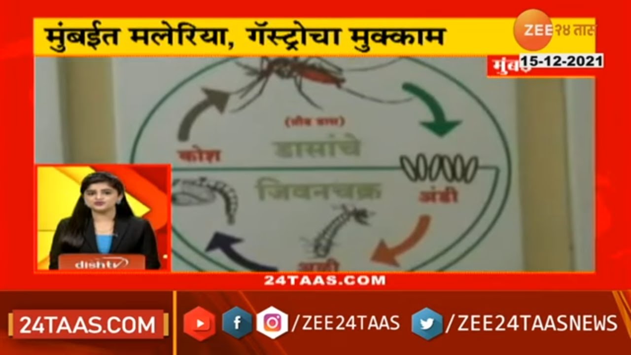 Malaria, gastro cases in Mumbai are on a rise, number of dengue ...
