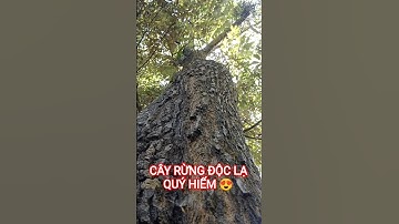CÂY RỪNG ĐỘC LẠ QUÝ HIẾM TRÊN TÂY NGUYÊN XANH ĐẠI NGÀN