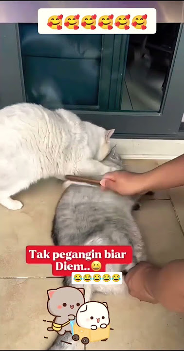 mbul bantu mami pengangin si abu buat disisir #kucinglucu #memes #funny #lucu