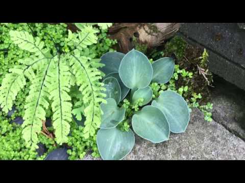 HOSTA