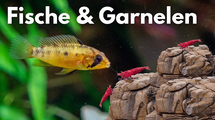 Fische mit Garnelen halten!? | Liquid Nature