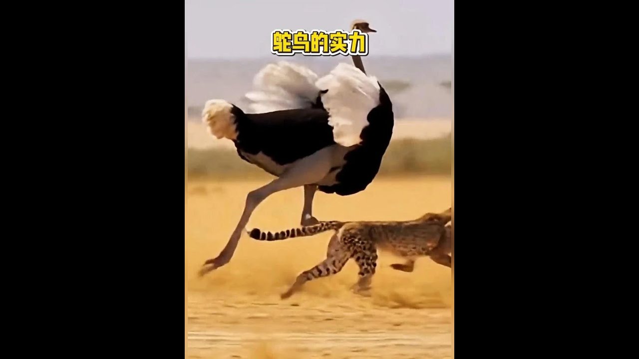 鴕鳥的腿攻力量強大#動物世界 #野生動物零距離 #動物科普 #搞笑動物