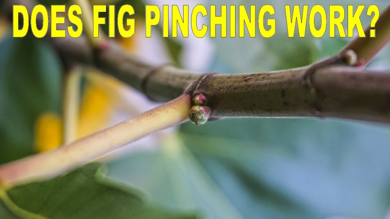 Does Pinching Fig Trees To Force Fruit Work? Yes! Here's Proof. YouTube