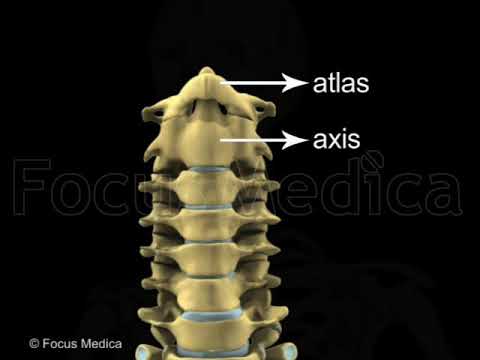 Vertebral column - YouTube