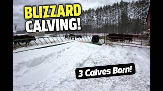 Calving in a Blizzard! New Simmental Calves + Massive Snowstorm Chaos