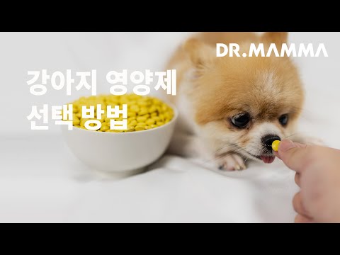 강아지 영양제는 어떻게 선택해야 하나요? | 펫디