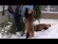 帽子取らないで~ギンちゃん Red Panda took off the cap of the keeper