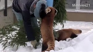 帽子取らないで~ギンちゃん Red Panda took off the cap of the keeper