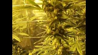 Week 11 TSG Update