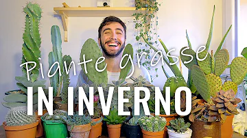 Dove tenere la pianta di aloe in inverno?