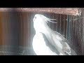 Male Cockatiel Singing Whistles ! #birds #singing #cockatiel #cute #animals #talent #entertaiment
