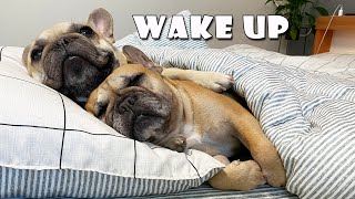 What Do My Dogs Do Every Morning? | My French Bulldog's Morning Routine