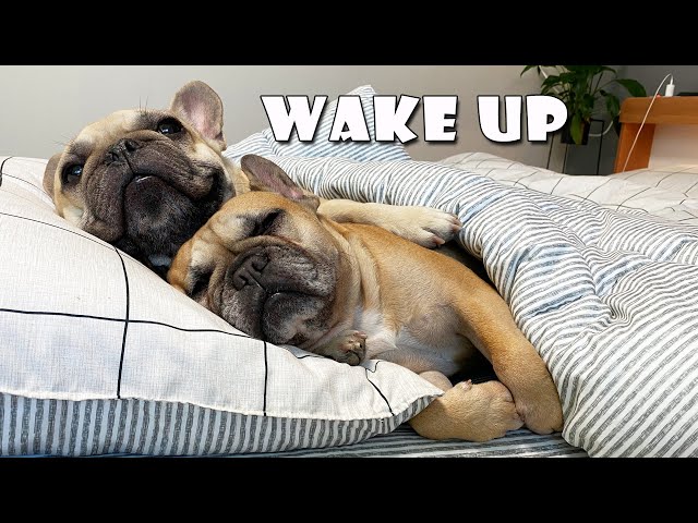 What Do My Dogs Do Every Morning? | My French Bulldog's Morning Routine class=