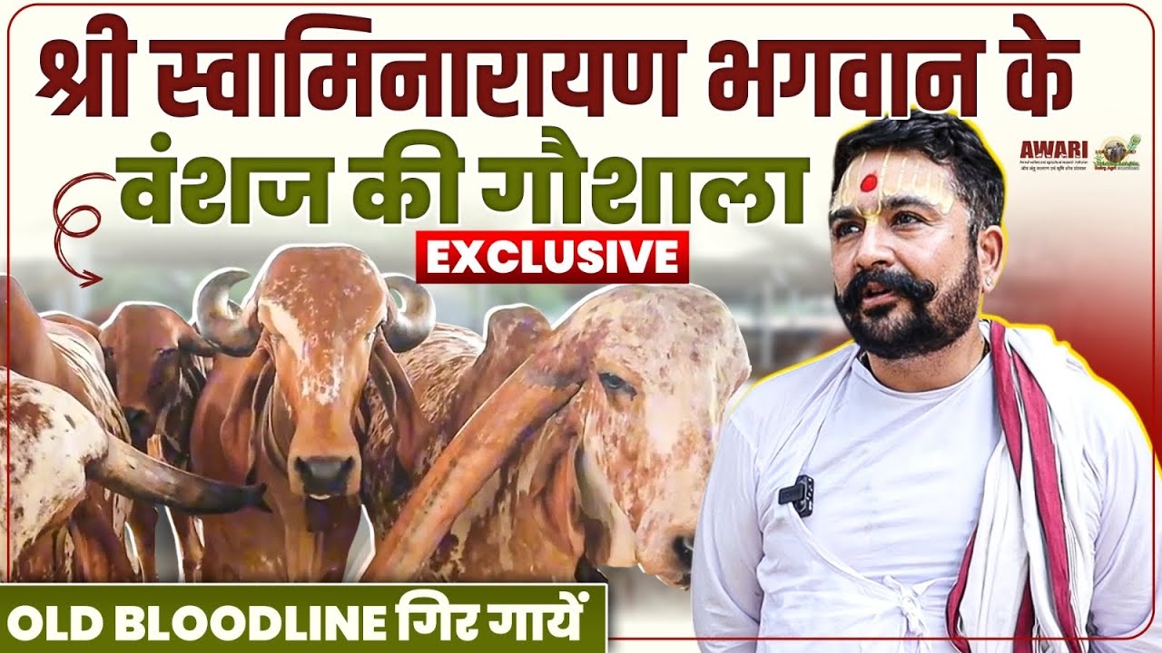 Exclusive: श्री स्वामिनारायण भगवान के वंशज की गौशाला- यहाँ है गिर गायों की सबसे प्राचीन नस्ल