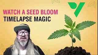 Tucked Leaf Pheno FULL GROW TIMELAPSE - Seed to Harvest! w/ Chad Westport : Vivosun VGrow box