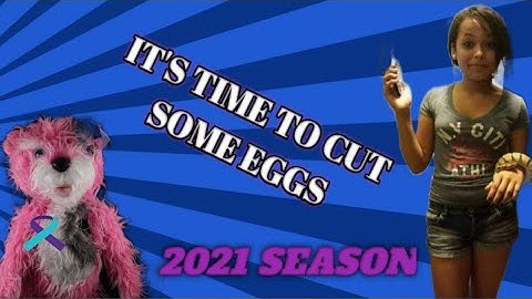 First Ball Pythons breeding of the season