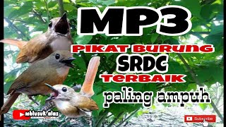 Suara Pikat Burung SRDC Yang Susah Turun Ke Jebakan