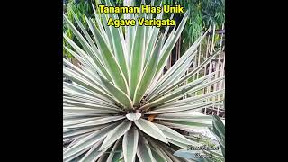 Tanaman Hias Agave Varigata (Century Plant)