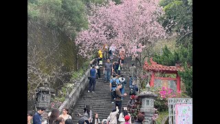 （直播）台北市內湖碧山巖即時櫻花花況 2026.03.01，賞花順便帶大家走走白石湖吊橋及步道