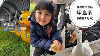 宜蘭親子景點「甲鳥園」可愛黃色小鴨近距離接觸、孩子超愛餵鴨鴨、宜蘭雨備方案