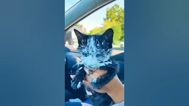 Video 11227291: funniest pets, cute cat, funny cat, kitten playing